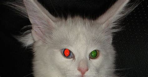 Curse of the black cat evil eye jinx
